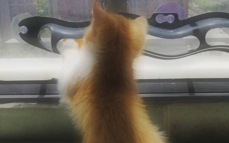 Windowsill Pets Toy Cat Track Ball Pet Products | Everyday Home Deal