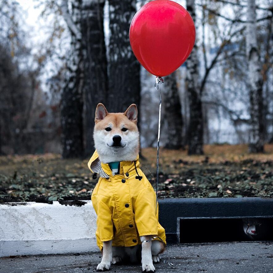 Dog Raincoat | Everyday Home Deal