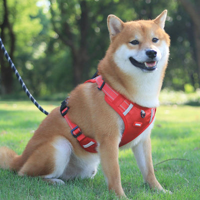 Nylon Dog Harness - Best Premium Pet Deal | Everyday Home Deal