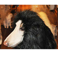 Lion Mane Wig - Premium Best Pet Deal | Everyday Home Deal