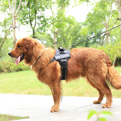 Pet Chest Strap | Everyday Home Deal