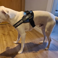 Dog Accessory – Harness Vest Patch