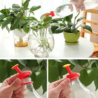 Indoor Outdoor Potted Plant