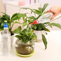 Indoor Outdoor Potted Plant