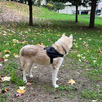 Dog Accessory – Harness Vest Patch