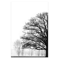 Winter Trees - Premium Best Home Deal | Everyday Home Deal