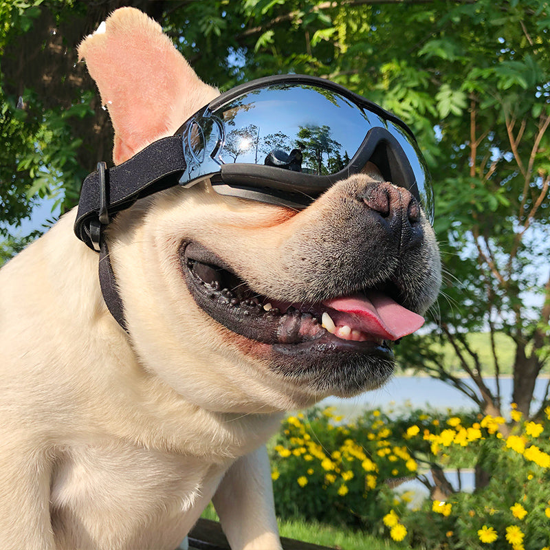 Pet Sunglasses | Everyday Home Deal