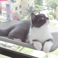 Cat Suction Cup Window Glass Hammock Pet Cat Pets Products